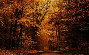 Orange Forest Background Wallpapers 25798