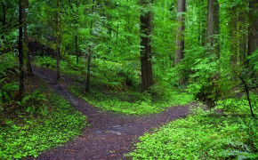 Forest Path Widescreen Wallpapers 25687