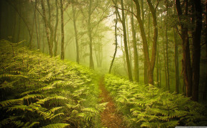 Forest Path HD Wallpapers 25682