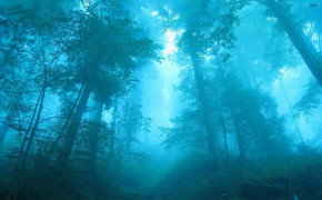 Blue Forest Background Wallpapers 25596