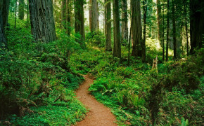 Forest Path HQ Desktop Wallpaper 25684