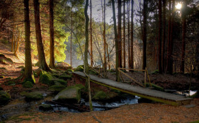 Mossy Forest HD Background Wallpaper 25737
