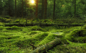 Mossy Forest Wallpaper HD 25744
