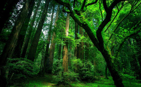 Nature Forest HD Wallpapers 25778
