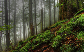 Mossy Forest Background Wallpapers 25734