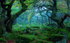 Landscape Forest Widescreen Wallpapers 25732