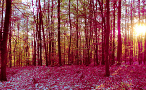 Pink Forest HD Desktop Wallpaper 25812