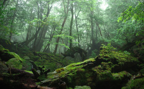 Mossy Forest High Definition Wallpaper 25741