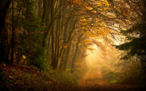 Forest Path Background Wallpapers 25677