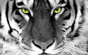 Tiger Face Background Wallpapers 20543