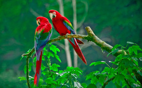 Scarlet Macaw Background Wallpapers 20361