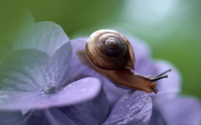 Snail Flower HD Wallpapers 20395