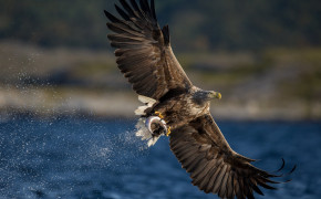 White Tailed Eagle Best Wallpaper 20578