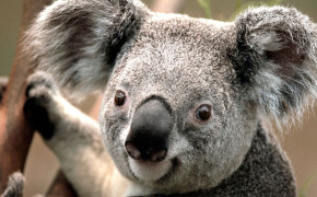 Koala Desktop Wallpaper 27867