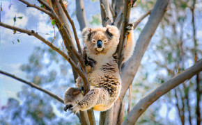 Koala Wallpaper HD 27873