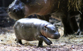 Pygmy Hippopotamus HD Wallpaper 28158