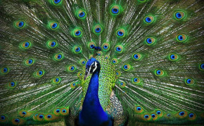 Peacock HD Wallpaper 28136
