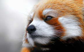 Red Panda Background Wallpapers 28165