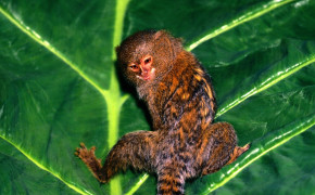 Marmoset Monkey HD Wallpaper 27910