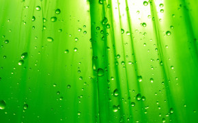 Lime Wallpapers 02793