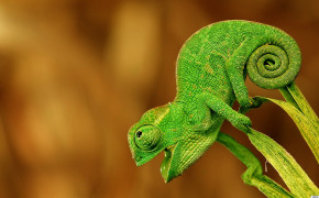 Chameleon Background Wallpaper 27722