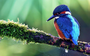 Kingfisher Background Wallpaper 27851
