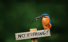 Kingfisher Background Wallpapers 27852