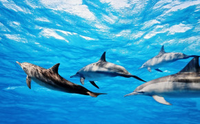 Bottlenose Dolphin Background Wallpaper 27670