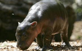 Pygmy Hippopotamus Wallpaper 28162