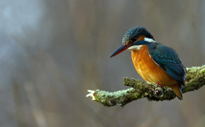 Kingfisher HQ Background Wallpaper 27860