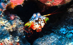 Mantis Shrimp HD Wallpaper 27880