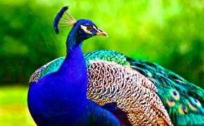 Peacock Desktop Wallpaper 28134