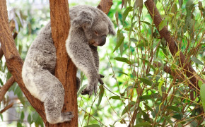 Koala HD Desktop Wallpaper 27868