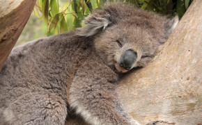 Koala High Definition Wallpaper 27871