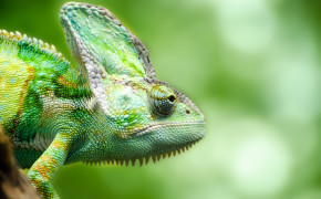 Chameleon HD Desktop Wallpaper 27726