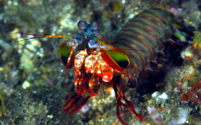 Mantis Shrimp HD Wallpapers 27881