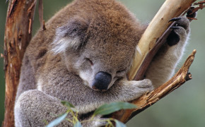 Koala HD Wallpaper 27869