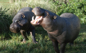 Pygmy Hippopotamus Wallpaper HD 28161