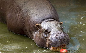 Pygmy Hippopotamus Background Wallpaper 28154