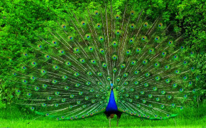 Peacock High Definition Wallpaper 28138