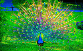Peacock HD Desktop Wallpaper 28135