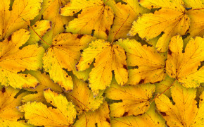 Autumn Yellow Leaves Floor Wallpaper