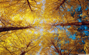 Autumn Yellow Leaves Sun Light Wallpaper
