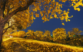 Autumn Yellow Leaves Falling Wallpaper