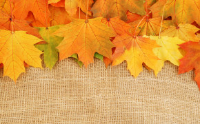 Autumn Yellow Leaves Maple Wallpaper