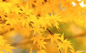 Autumn Yellow Leaves Tree Wallpaper