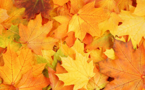 Autumn Yellow Leaves Leaf Color Wallpaper