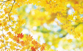 Autumn Yellow Leaves 2018 Wallpaper