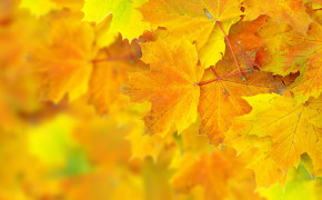 Autumn Yellow Big Leaves Wallpaper