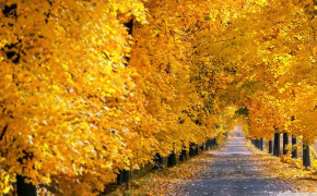 Autumn Yellow Leaves Road Tree Wallpaper